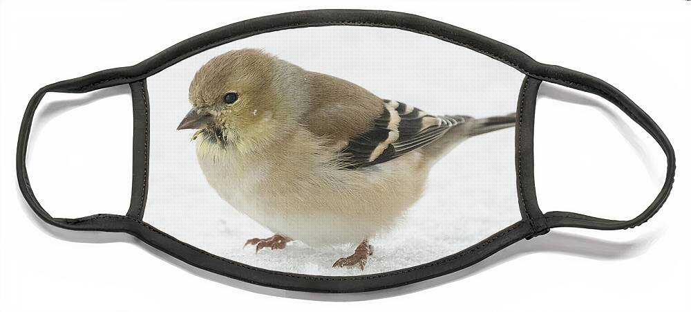 Jan Holden Face Mask featuring the photograph American Goldfinch in the Snow by Holden The Moment