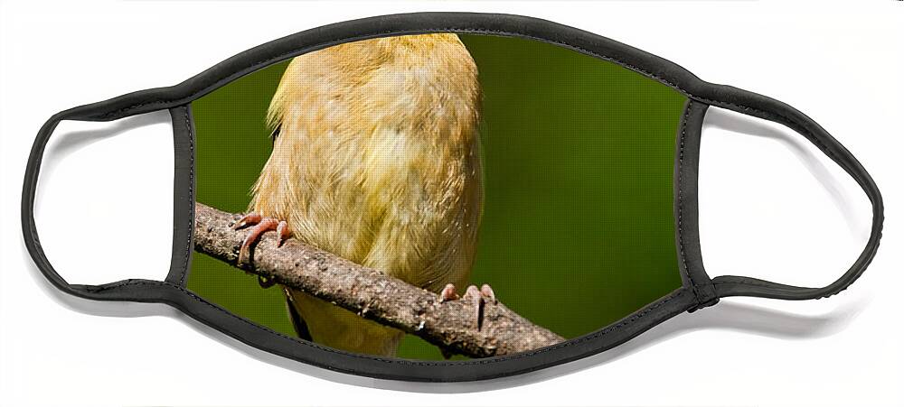 American Goldfinch Face Mask featuring the photograph American Goldfinch Singing by Jeff Goulden
