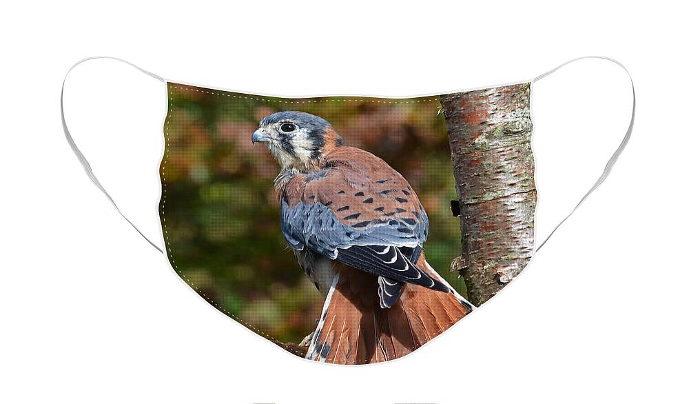 Kestral Face Mask featuring the photograph American Kestral Portrait by Rodney Campbell