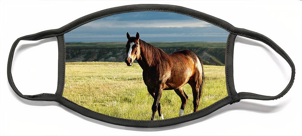 Horse Face Mask featuring the photograph American Quarter Horse by Todd Klassy