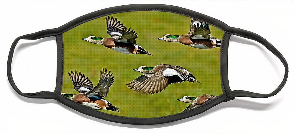 Fauna Face Mask featuring the photograph American Wigeon Drakes by Anthony Mercieca