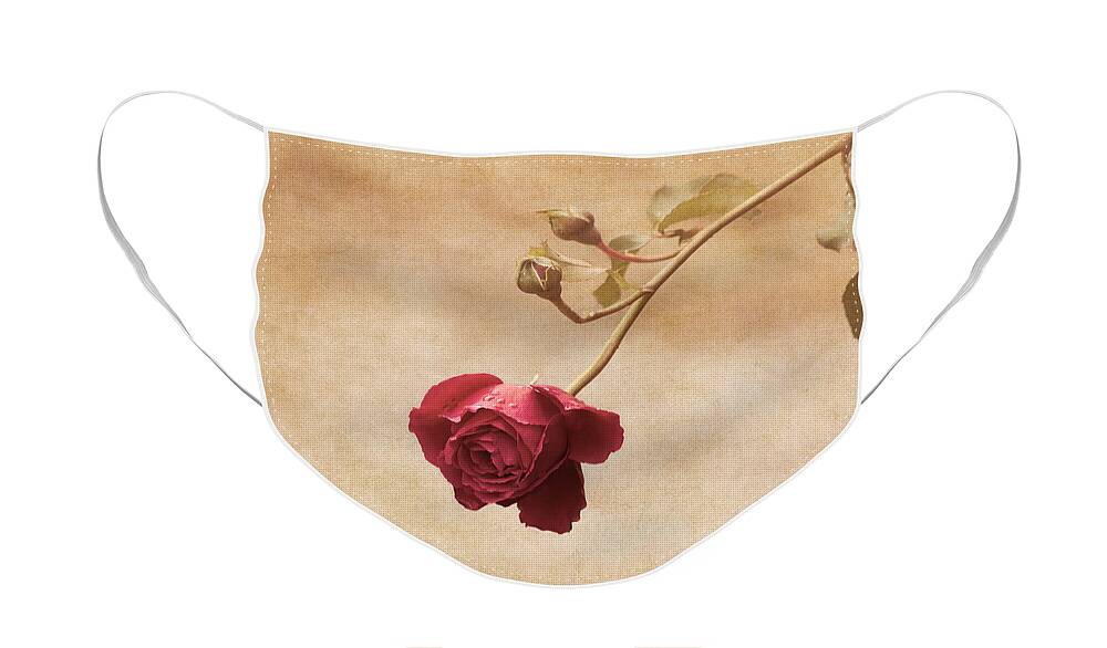Rose Face Mask featuring the photograph Antique Rose by Kim Hojnacki