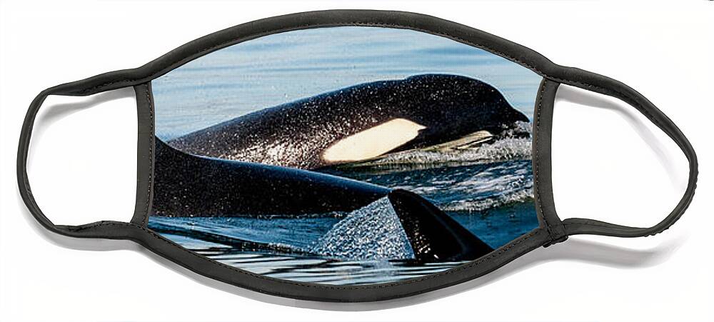 Orca Face Mask featuring the photograph Aquatic Immersion by Roxy Hurtubise