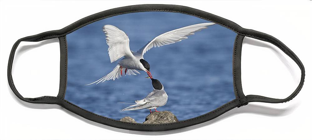 Flpa Face Mask featuring the photograph Arctic Terns Courtsing Outer Hebrides by Dickie Duckett