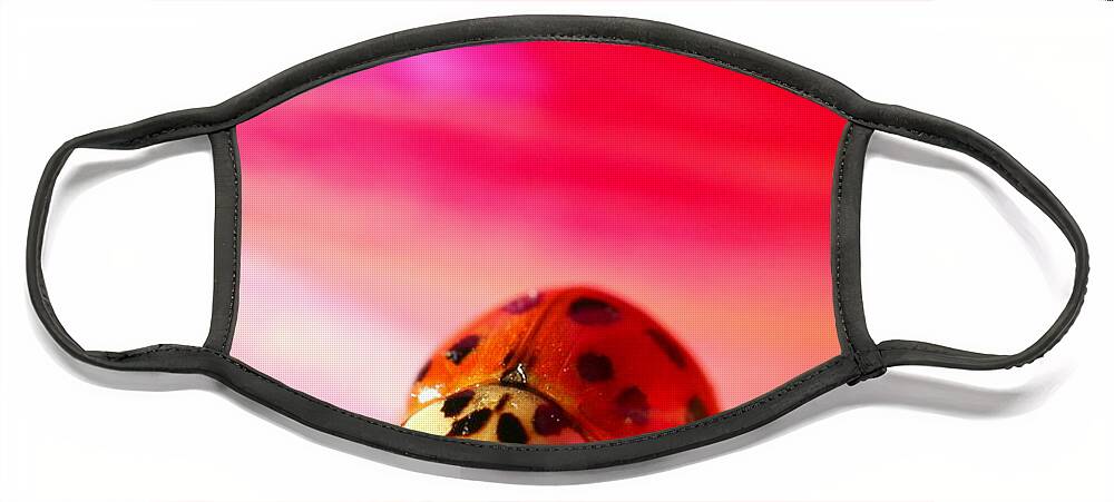 Red Face Mask featuring the photograph Asian Lady Beetle 2 by Amanda Mohler