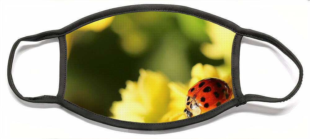 Red Face Mask featuring the photograph Asian Lady Beetle by Amanda Mohler