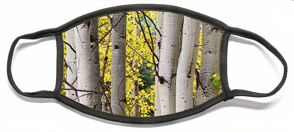 Aspen Face Mask featuring the photograph Aspen Trees in Autumn Color Portrait View by James BO Insogna