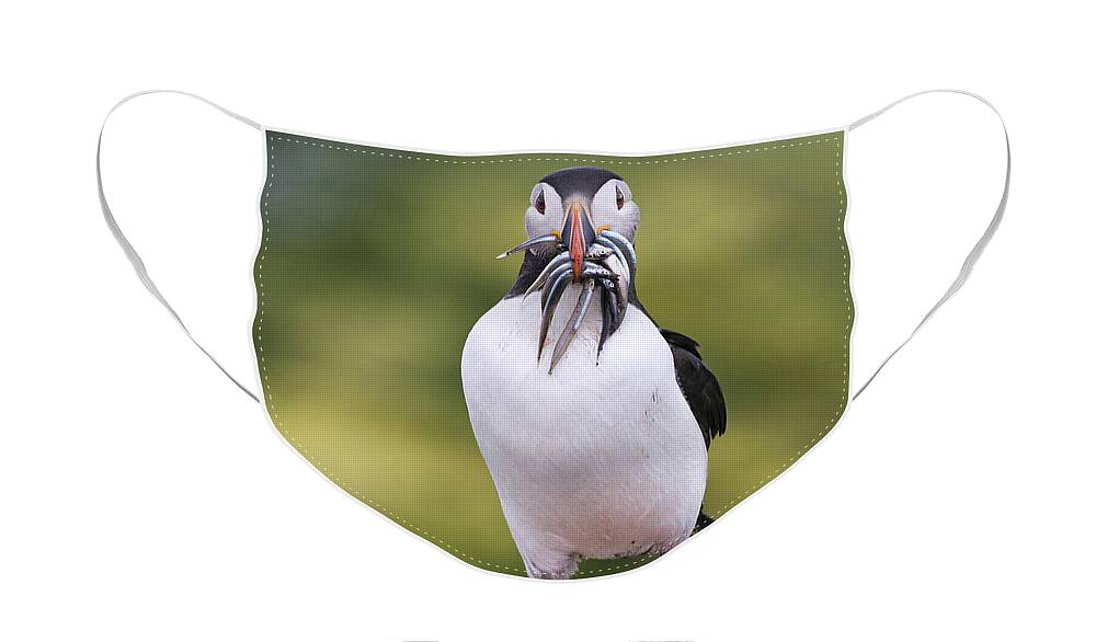 Franka Slothouber Face Mask featuring the photograph Atlantic Puffin Carrying Greater Sand by Franka Slothouber