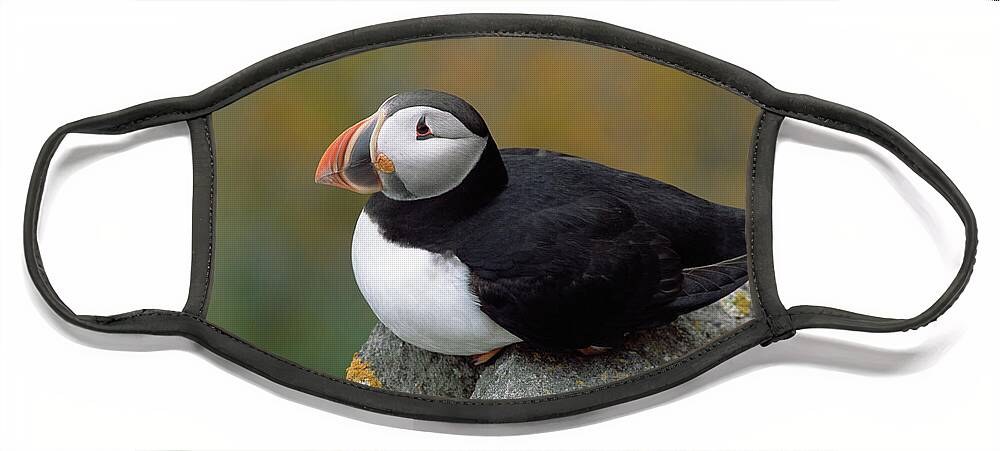 Mp Face Mask featuring the photograph Atlantic Puffin In Breeding Colors #1 by Yva Momatiuk and John Eastcott