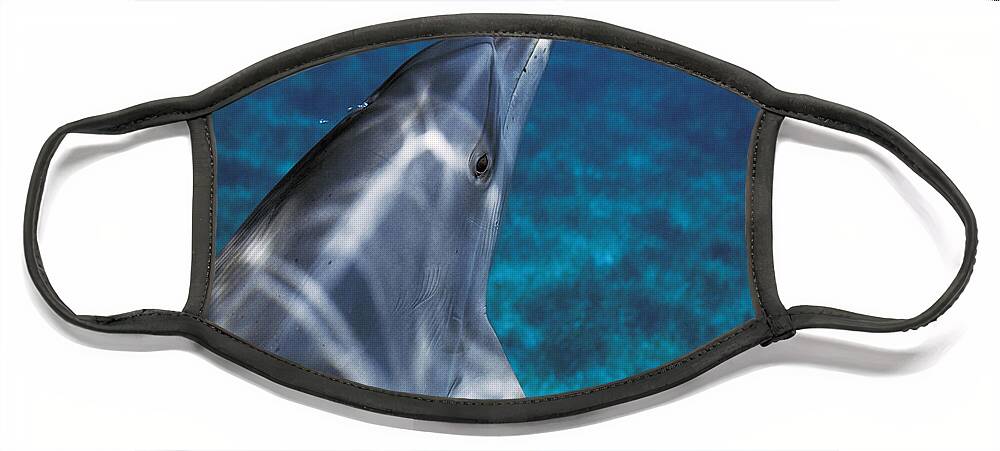 Feb0514 Face Mask featuring the photograph Atlantic Spotted Dolphin Bahamas by Hiroya Minakuchi