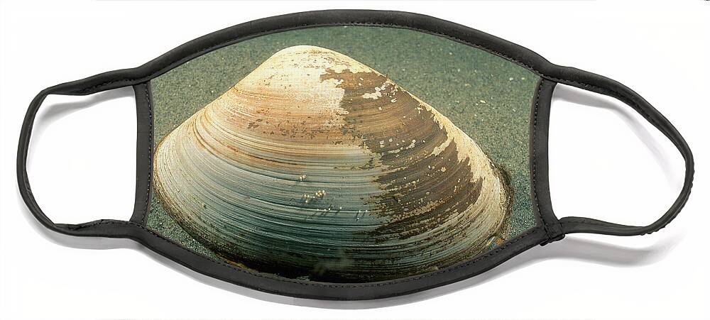 Atlantic Surf Clam Face Mask featuring the photograph Atlantic Surf Clam by Andrew J. Martinez