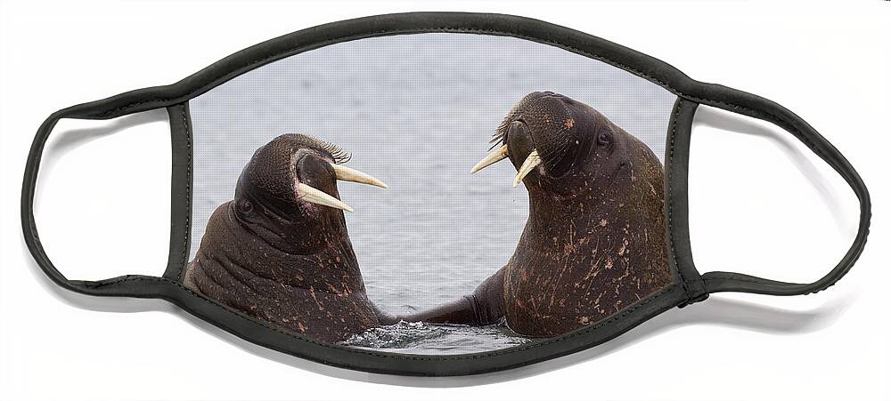 Flpa Face Mask featuring the photograph Atlantic Walruses Facing Each Other by Dickie Duckett