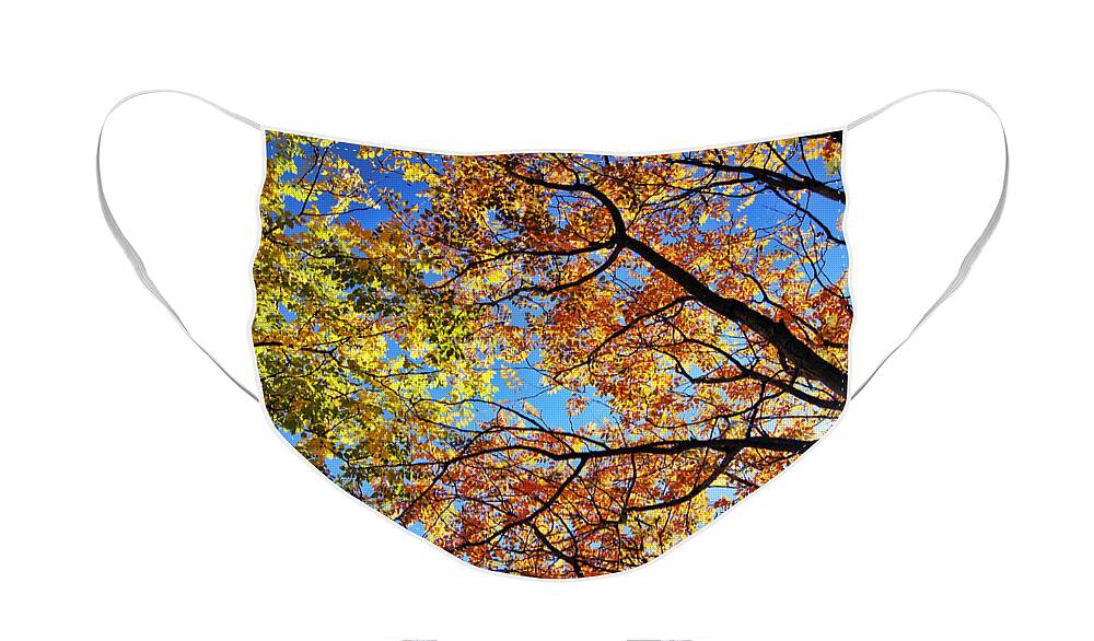 Autumn Face Mask featuring the photograph Autumn Afternoon by Cricket Hackmann