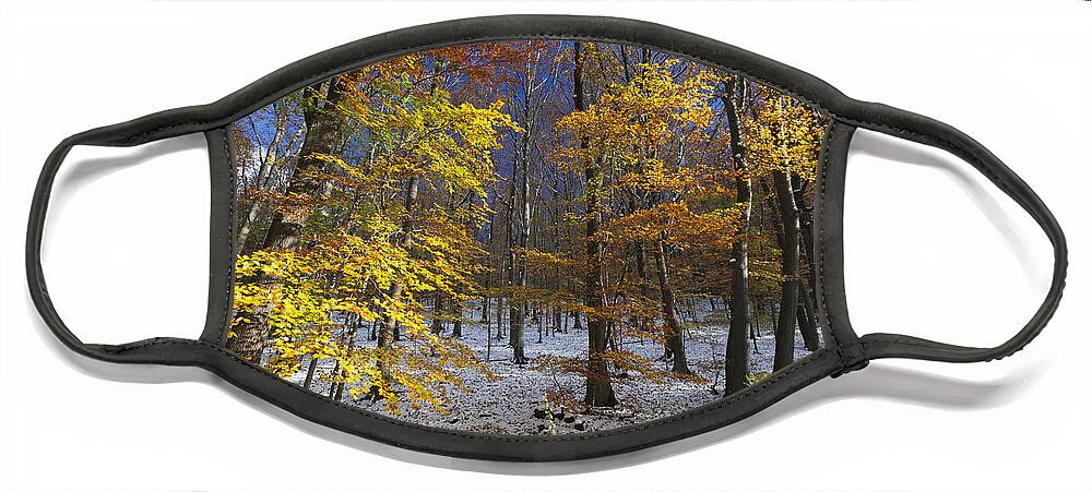 535672 Face Mask featuring the photograph Autumn Beech Forest Hessen Germany by Duncan Usher