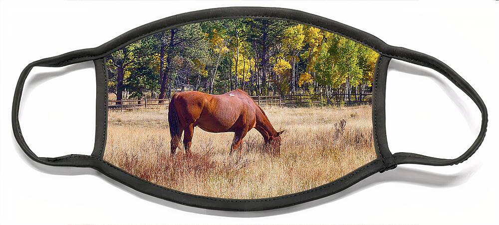 Autumn Face Mask featuring the photograph Autumn High Country Horse Grazing by James BO Insogna