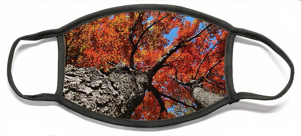 Autumn Face Mask featuring the photograph Autumn Maple Trees by Christina Rollo