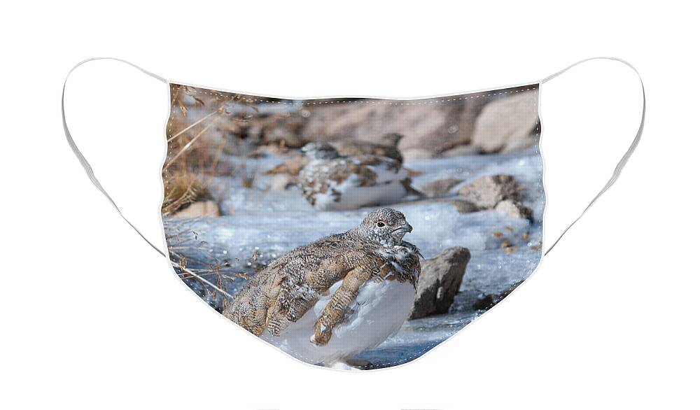 White-tailed Ptarmigan Face Mask featuring the photograph Autumn Plumage White-tailed Ptarmigan by Cascade Colors