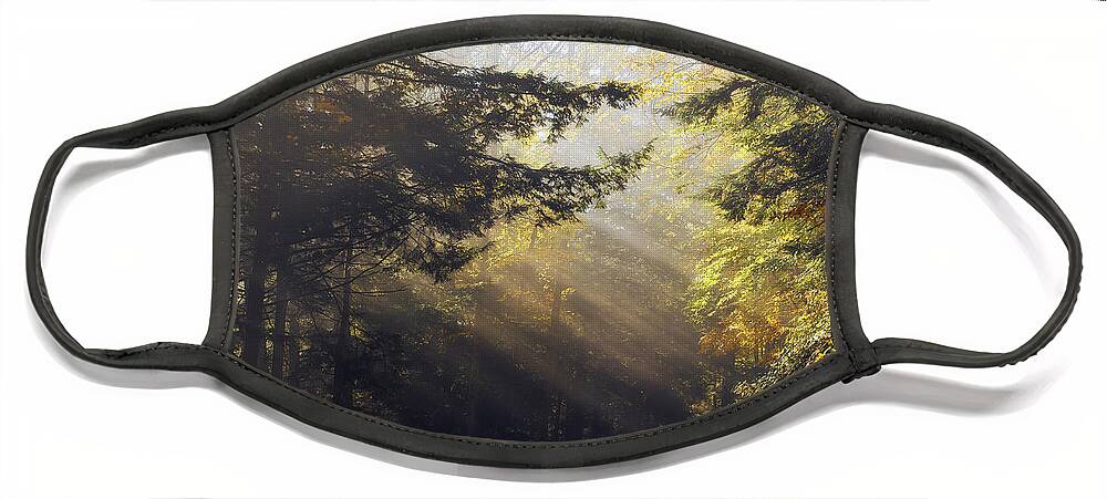 Fall Face Mask featuring the photograph Autumn Rays by Mark Papke
