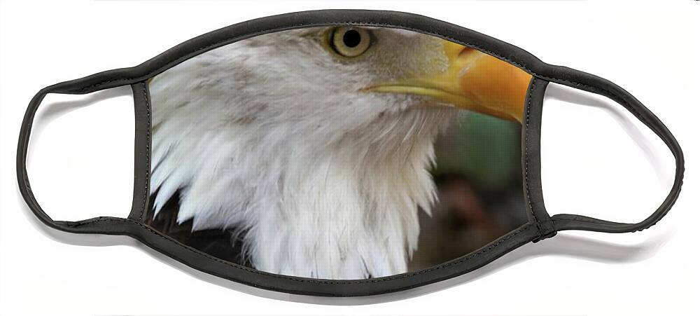 Eagle Face Mask featuring the photograph Awesome American Bald Eagle by Sabrina L Ryan