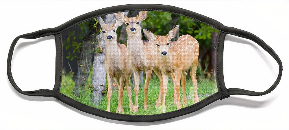Mule Deer Face Mask featuring the photograph Baby Deer by Steven Krull