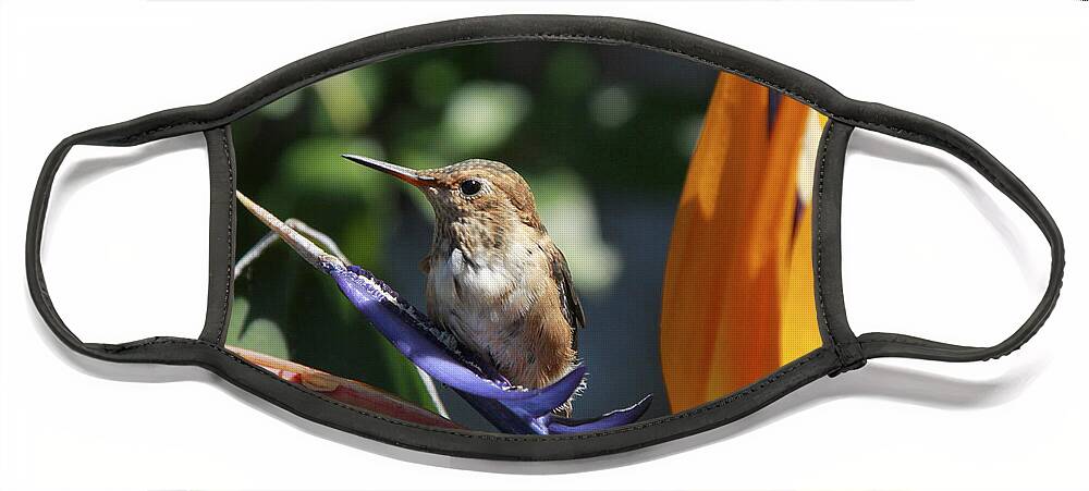 Baby Face Mask featuring the photograph Baby Hummingbird on Flower by Diana Haronis