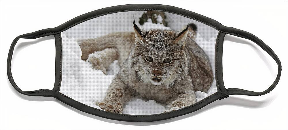 Baby Lynx in a Winter Snow Storm Face Mask by Inspired Nature Photography Fine Art Photography Fine Art America