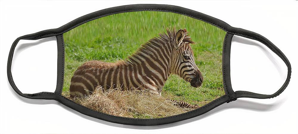 Zebra Face Mask featuring the photograph Baby Zebra Resting by Kathy Baccari
