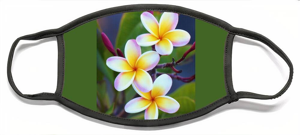 Floral Face Mask featuring the photograph Backyard Plumeria by Jade Moon