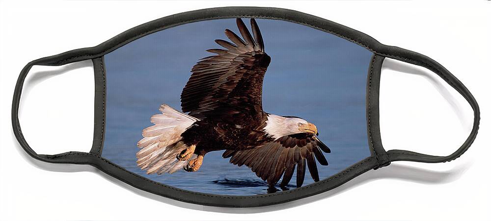 00343823 Face Mask featuring the photograph Bald Eagle Flying Kenai Peninsula by 