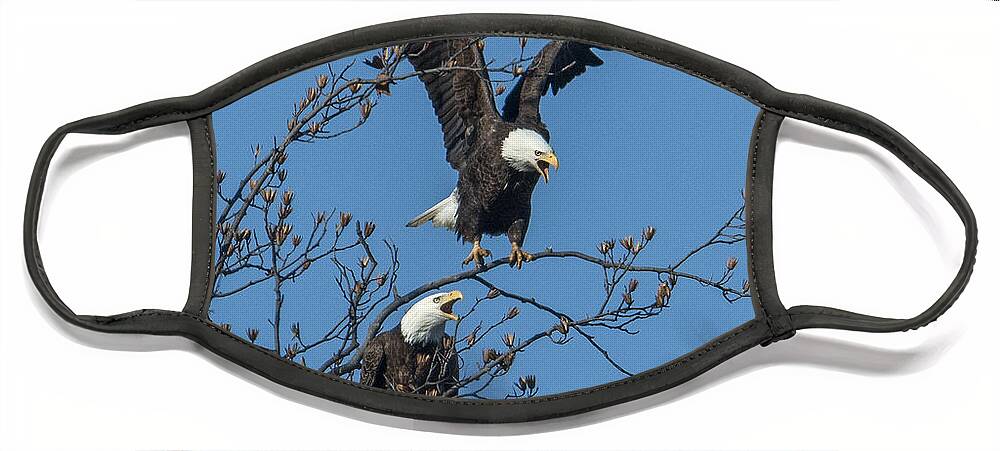 Marsh Face Mask featuring the photograph Bald Eagles Screaming DRB169 by Gerry Gantt