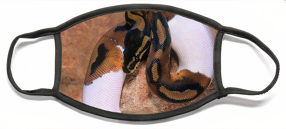 Animal Face Mask featuring the photograph Ball Python by Steve Cooper