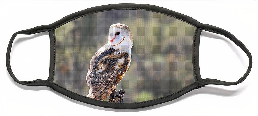 Owl Face Mask featuring the photograph Barn Owl 1 by Al Andersen