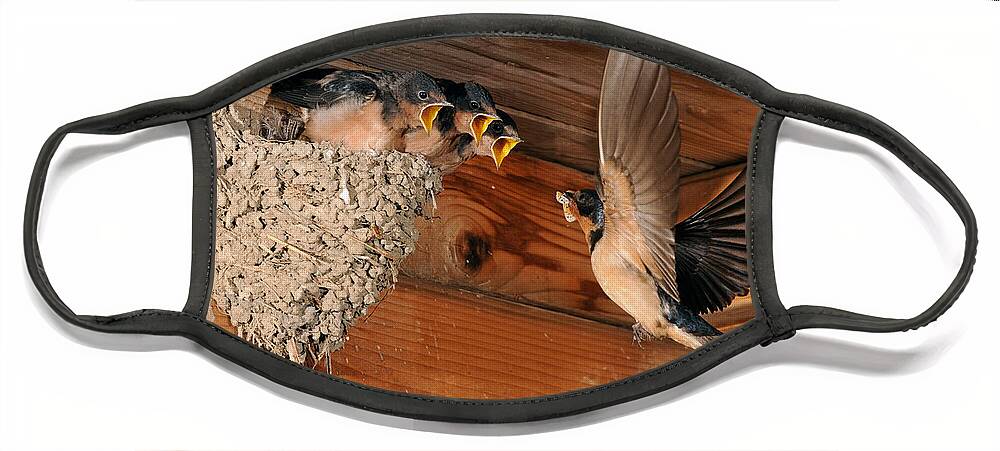 Barn Swallow Face Mask featuring the photograph Barn Swallow Nest by Scott Linstead