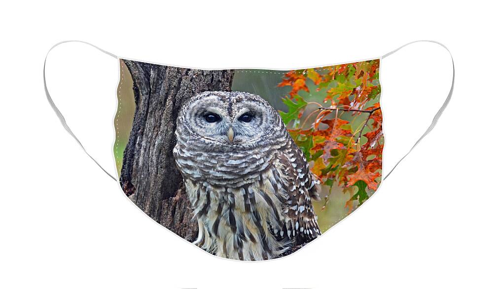 Owl Face Mask featuring the photograph Barred Owl by Rodney Campbell