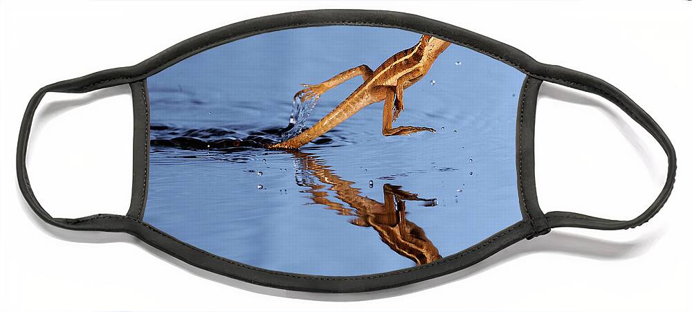 Movement Face Mask featuring the photograph Basilisk Running Across Water by Scott Linstead