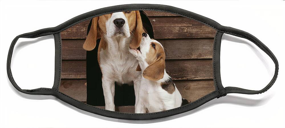Dog Face Mask featuring the photograph Beagle And Puppy by John Daniels