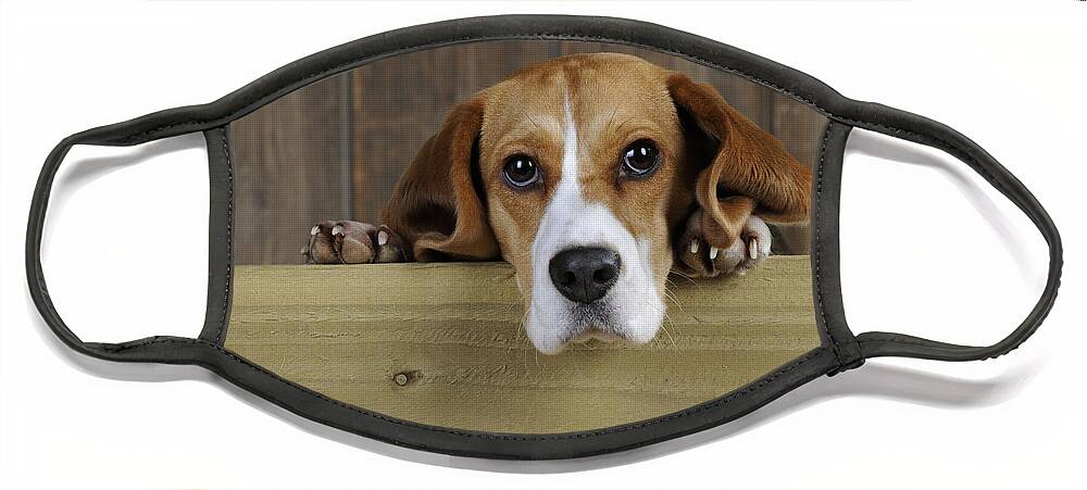 Dog Face Mask featuring the photograph Beagle by John Daniels