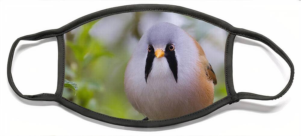 Bearded Tit Face Mask featuring the photograph Bearded Tit - 5 by Chris Smith