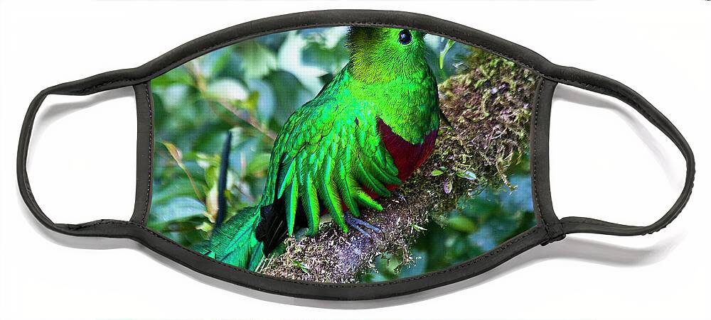 Bird Face Mask featuring the photograph Beautiful Quetzal 2 by Heiko Koehrer-Wagner