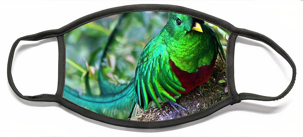 Quetzal Face Mask featuring the photograph Beautiful Quetzal 4 by Heiko Koehrer-Wagner