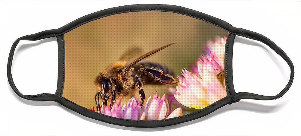 Animal Face Mask featuring the photograph Bee Sitting on Flower by John Wadleigh