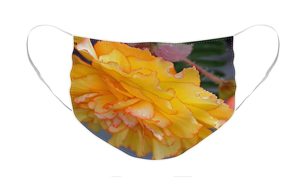 Begonia Face Mask featuring the photograph Begonia Beauty by Suzanne Gaff