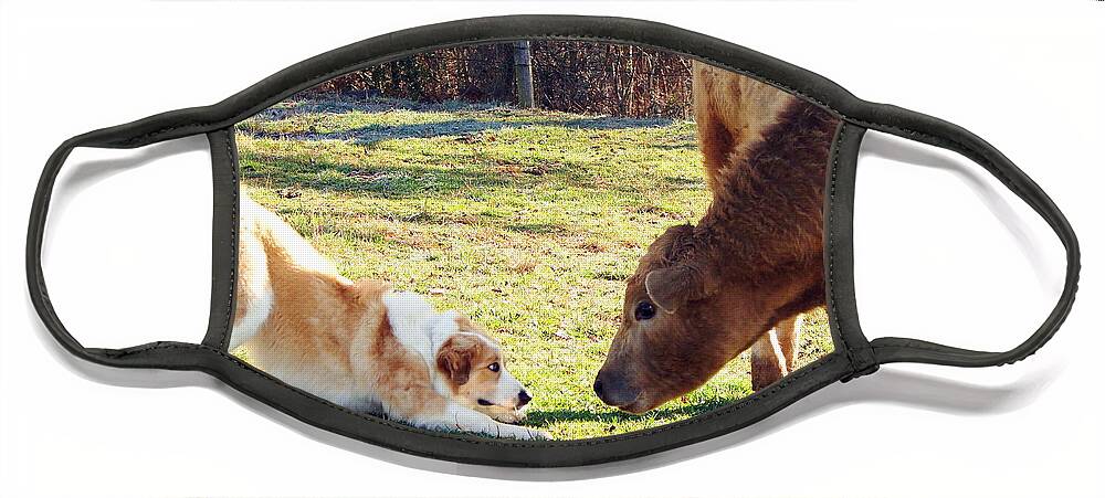 Bella Face Mask featuring the photograph Bella and the Bull by Cynthia Clark