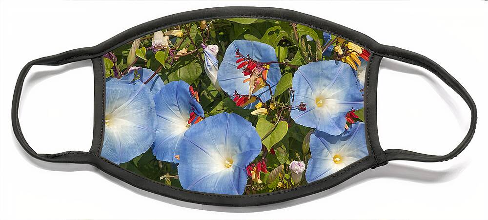 Scenic Face Mask featuring the photograph Bhubing Palace Gardens Morning Glory DTHCM0433 by Gerry Gantt