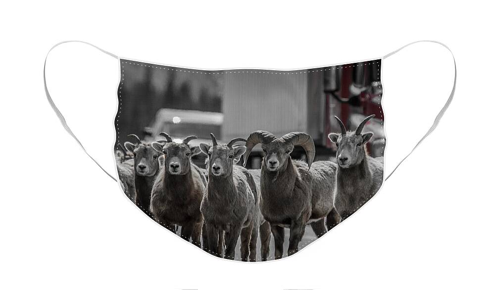 Big Horn Sheep Face Mask featuring the photograph Big Horn Sheep Road Block by Roxy Hurtubise
