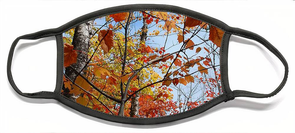 Autumn Face Mask featuring the photograph Birch Maple Autumn by Cascade Colors
