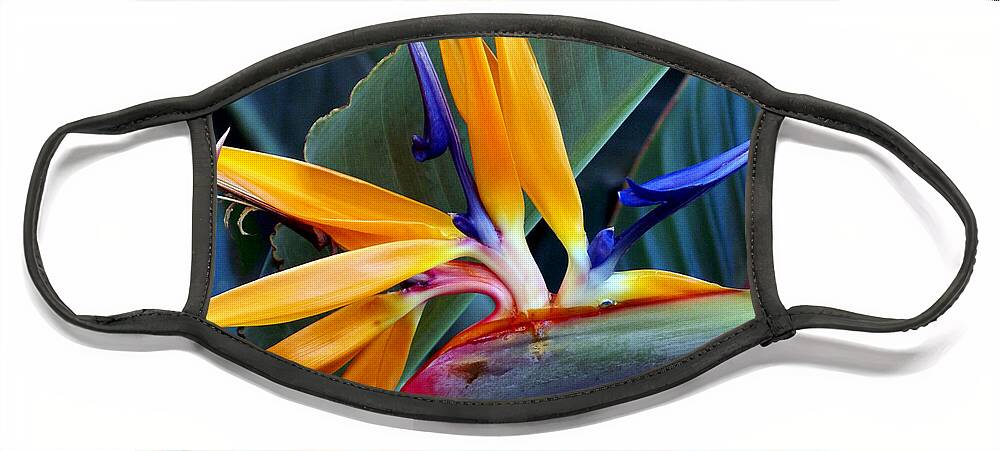 Flower Face Mask featuring the photograph Bird of Paradise by Chauncy Holmes