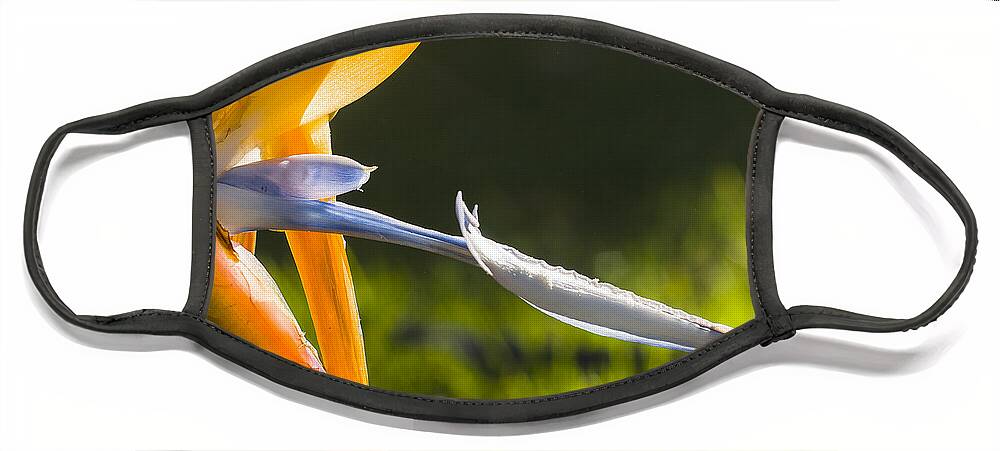 Australia Face Mask featuring the photograph Bird of Paradise by Steven Ralser