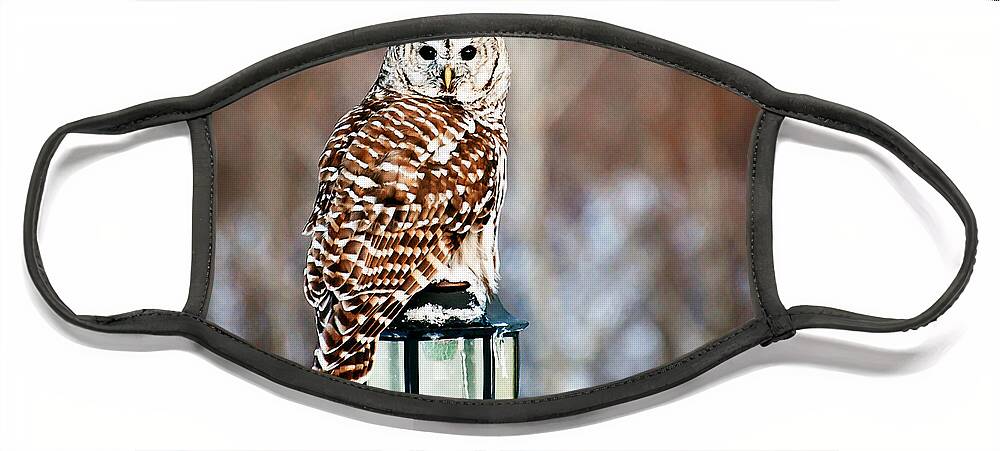 Barred Owl Print Face Mask featuring the photograph Bird of Prey Barred Owl by Gwen Gibson