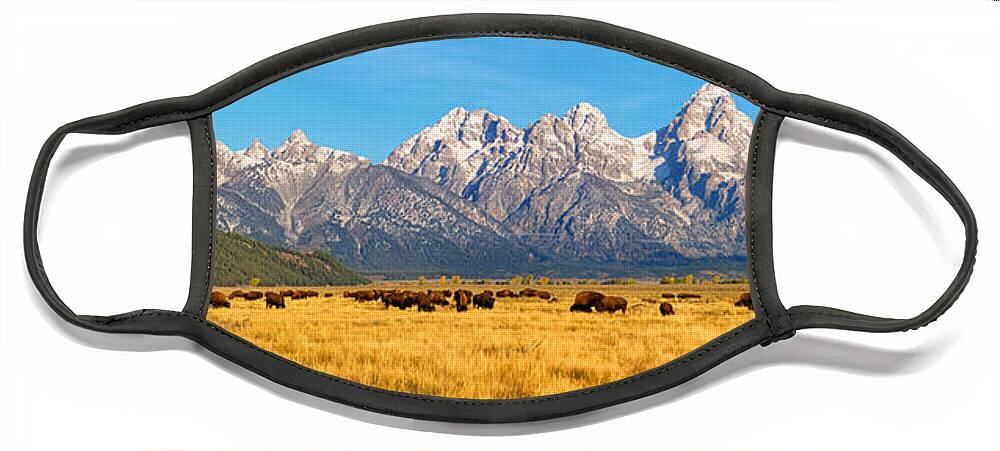 Tetons Face Mask featuring the photograph Bison Beneath the Tetons Limited Edition Panorama by Greg Norrell
